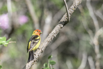 western tanager on a branch