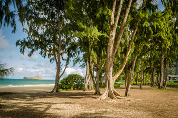 Fototapeta na wymiar Green trees in a hawaiian beach