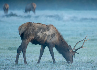 Bull Elk Eating in a foggy Morning
