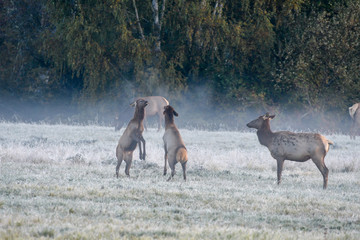 Two Baby Elk Playing