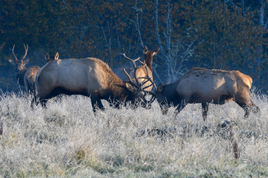 two bull elk fighting