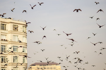 flying flock of pigeons in Istanbul