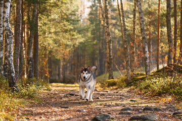 Alaskan malamut run along the forest path. Autumn forest