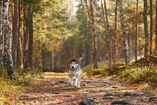 Alaskan malamut run along the forest path. Autumn forest