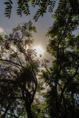 Obraz premium Céu do fim da primavera.