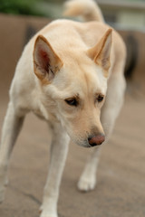 Close up of Jindo dog