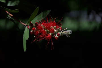 flower, red, nature, garden, plant, green, tree, blossom, flowers, summer, bloom, spring, leaves, flora, beautiful, beauty