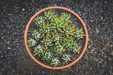 succulent flowers, mini cactus plants in pot -