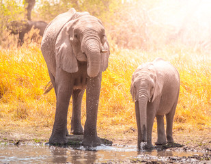 Thirsty african elephants drinking water at waterhole. Moremi Game Reserve, Okavango Region, Botswana.