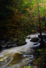 Obraz premium Peaceful stream in a lush forest in early autumn