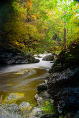 Peaceful stream in a lush forest in early autumn