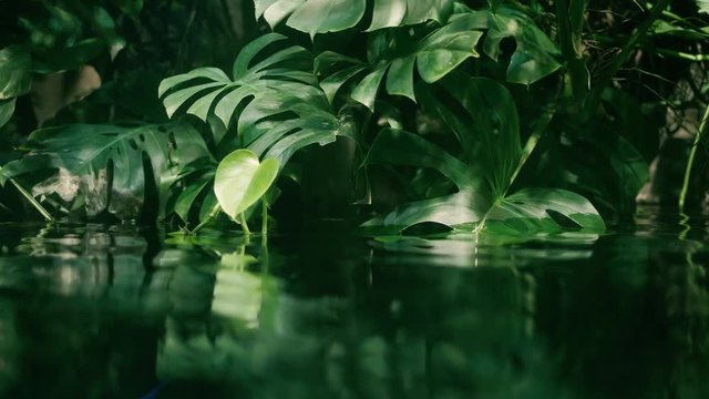 Calm relaxing ecology background, tropical leaf submerged in exotic water, Monstera rainforest waving slowly