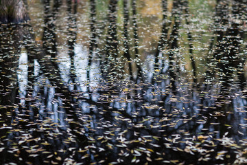 Lake of the woods. Autumn leaves on the surface of dark water. Reflection