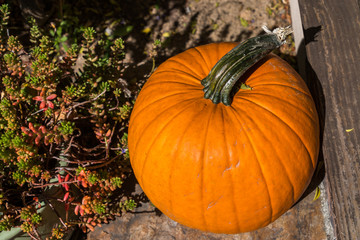 A bright orange pumpkin sits on the edge of a porch. A large green stem is sticking out of the pumpkin. A red succulent plant is on the left.