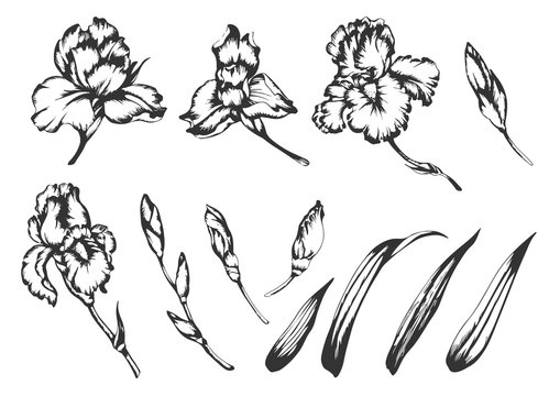 Set of vector hand drawn illustrations of irises.