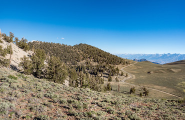 Fototapeta na wymiar Panorama of Eastern Sierra Mountains from Ancient Bristlcone Pine Forest, Schulman Grove, near Bishop and Big Pine California.