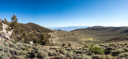 Panorama of Eastern Sierra Mountains from  Ancient Bristlcone Pine Forest, Schulman Grove, near Bishop and Big Pine California.