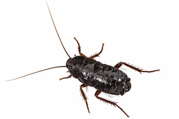Black cockroach, lat. Blatta orientalis, isolated on white background - obrazy, fototapety, plakaty