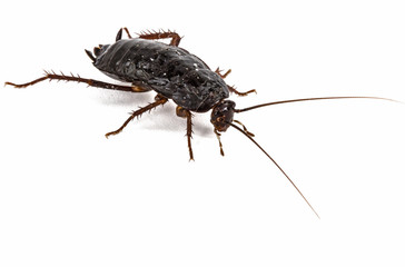 Black cockroach, lat. Blatta orientalis, isolated on white background - obrazy, fototapety, plakaty