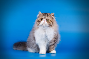 Naklejka na ściany i meble Persian cat on colored backgrounds