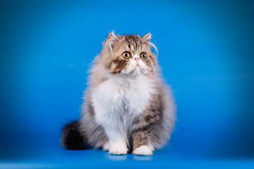 Naklejka na ściany i meble Persian cat on colored backgrounds