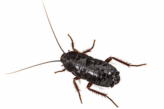 Black cockroach, lat. Blatta orientalis, isolated on white background