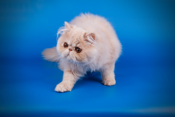 Persian cat on colored backgrounds