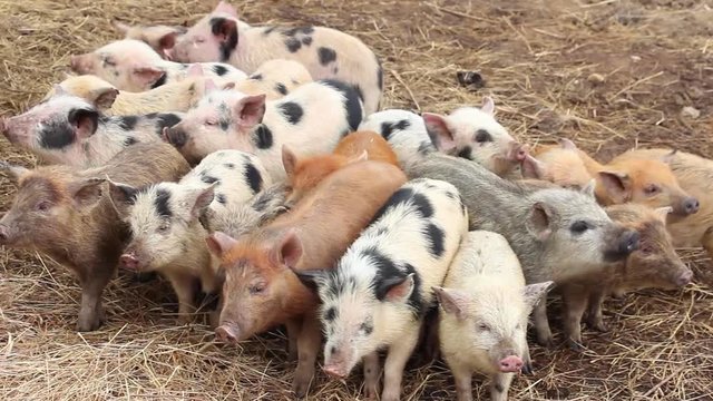 group of young multi color pigs, fearfully looks in all directions