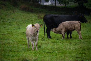 Cows glazing in meadow, Northern Ireland.