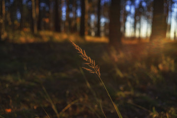 autumn spikelet