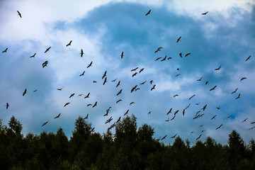 Flock of birds flying above the mountains