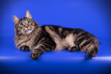 Kurilian bobtail cat on colored backgrounds
