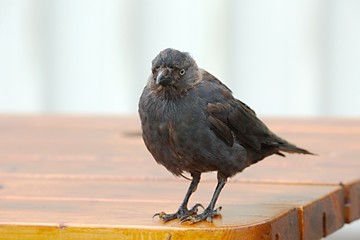 Young crow on a table