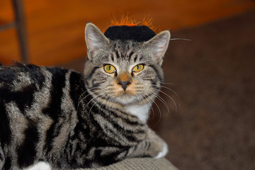 Halloween striped cat with black and orange witches hat