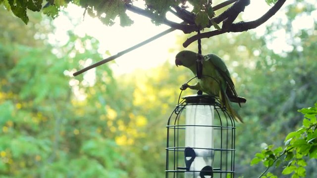 Green parrakeet getting food in nature slow motion