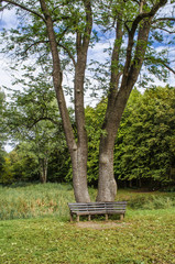 bench in the park by the tree
