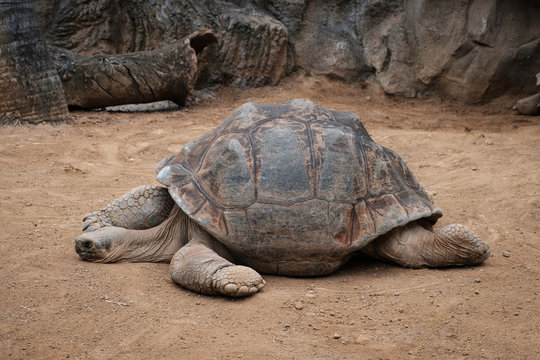 huge galapagos tortoise, giant turtle lying on floor