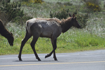 Deer crossing roadway