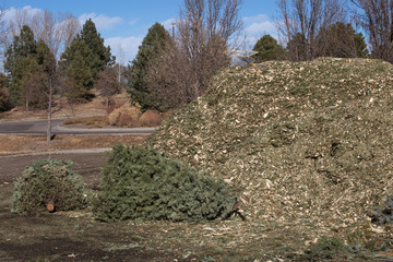 Tree recycling after Christmas 