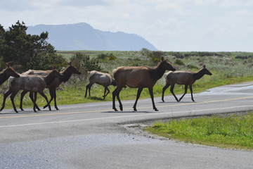 Fototapeta na wymiar Deer crossing roadway