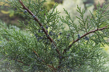 blue bumps on the thuja