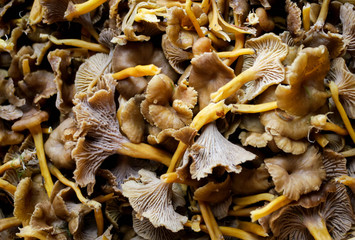 A food background shot with lots of Cantharellus Tubaeformis.