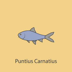 puntius carnatius 2 colored line icon. Simple purple and gray element illustration. puntius carnatius concept outline symbol design from fish set