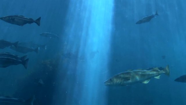 Fish - Marine life - School of fish - Underwater - Video high definition - Real time