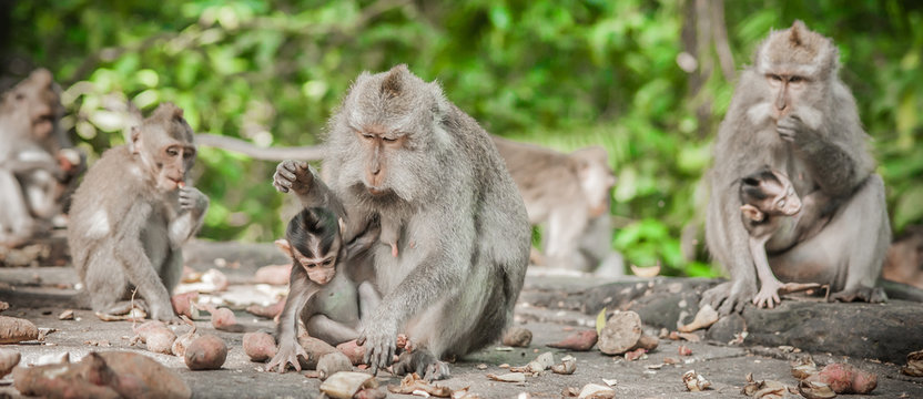 Photo of monkey family eating fruits in secret monkey forest