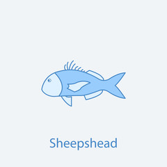 sheepshead 2 colored line icon. Simple light and dark blue element illustration. sheepshead concept outline symbol design from fish set