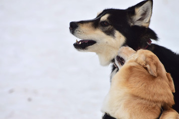 two husky dogs