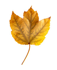 Read Single Colored Fall Leaf on a White Background