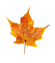 Read Single Colored Fall Leaf on a White Background
