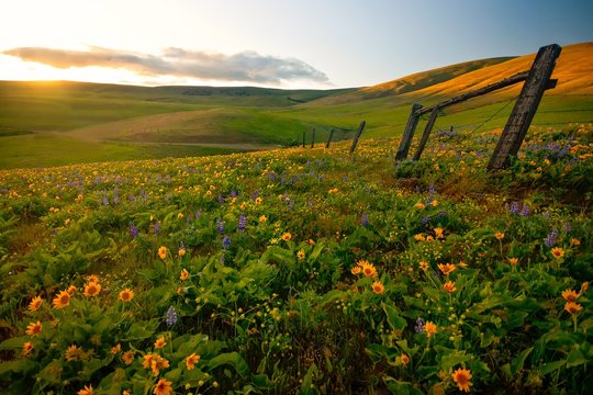 Fields of widlflowers along a fence line in the Pacific Northwest